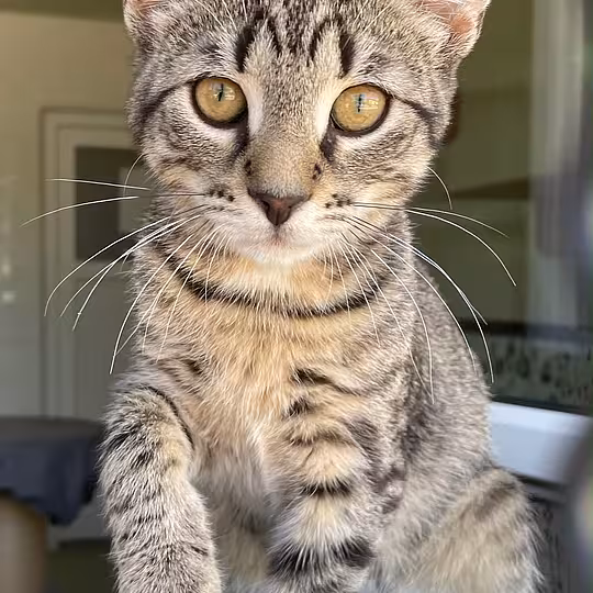Foto von Finley