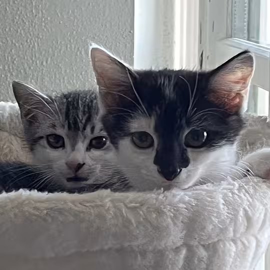 Foto von KALLE