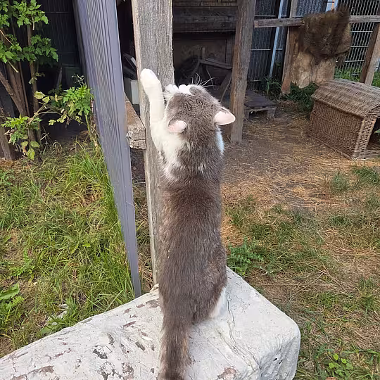 Foto von Teddy