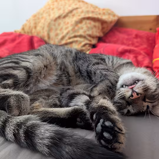 Foto von Findus