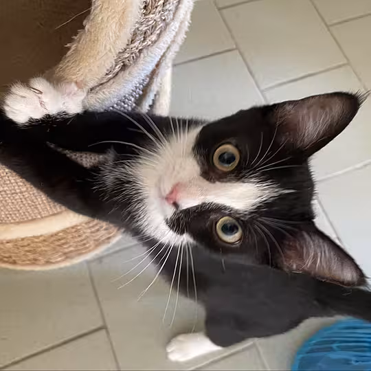 Foto von Whisky