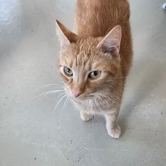 Foto von Merlin