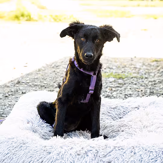 Foto von Nala