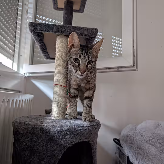 Foto von Findus