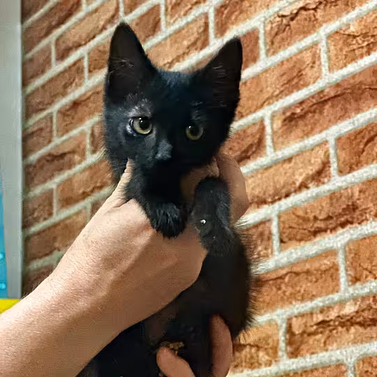 Foto von Momo und Luna