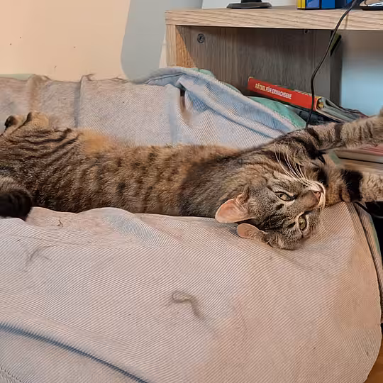 Foto von Findus
