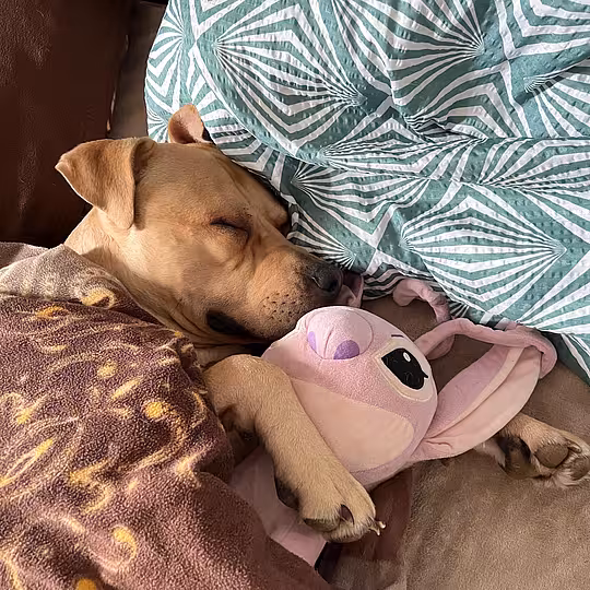 Foto von Buddy (Privatvermittlung)