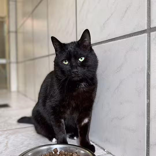 Foto von Arlo