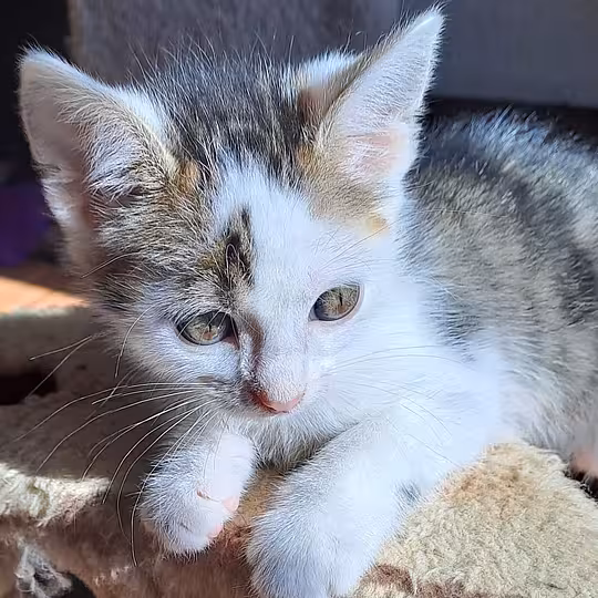 Foto von PEGGY