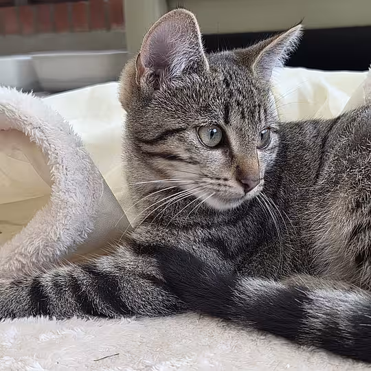 Foto von Katzenkinder 2026