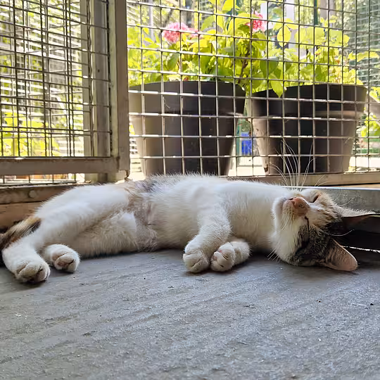 Foto von Ivy