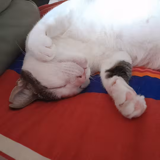 Foto von Trollo