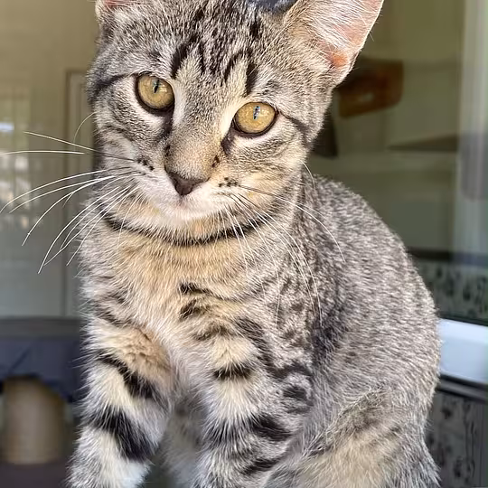 Foto von Finley
