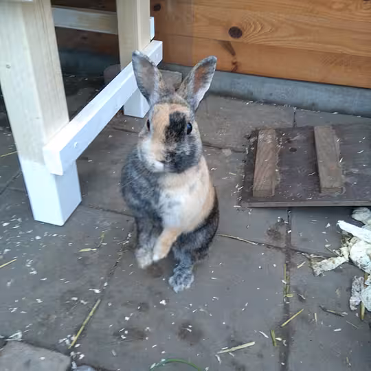 Foto von Ronja, Lovis und Mattis (Privatvermittlung)