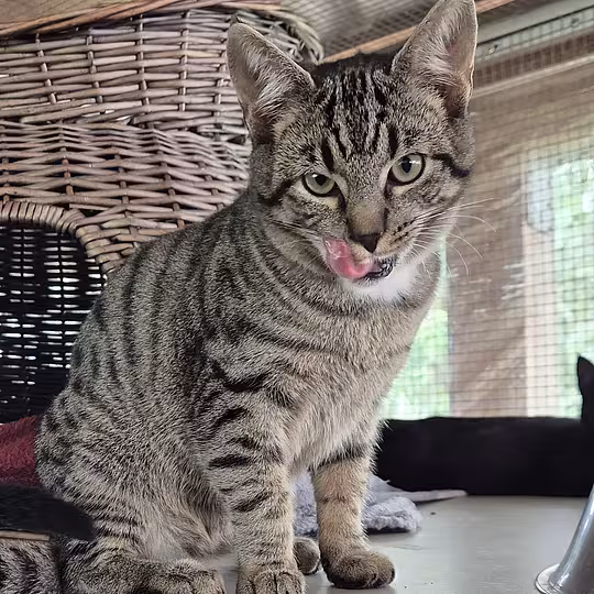 Foto von Hercules