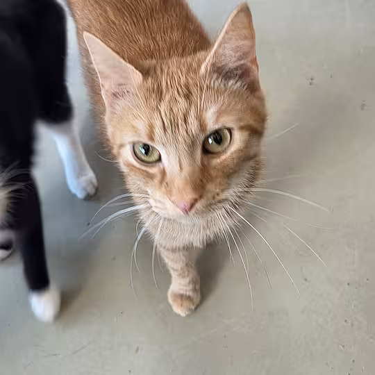 Foto von Merlin
