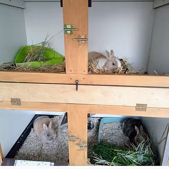 Foto von Ronja, Lovis und Mattis (Privatvermittlung)