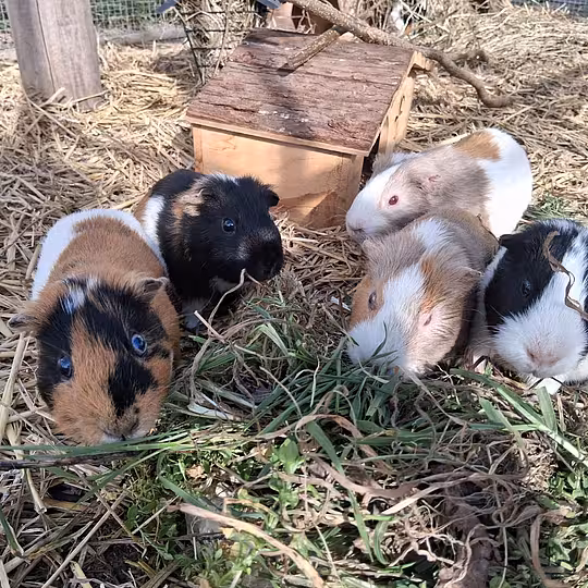 Foto von Scrat