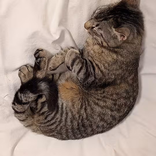 Foto von Findus