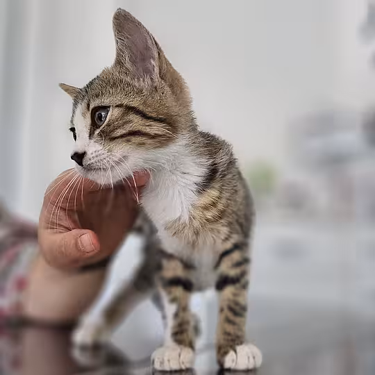 Foto von Kya und Koyo