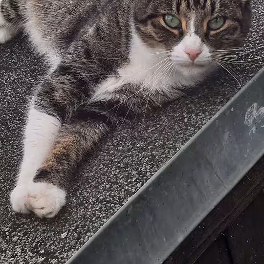 Foto von Himiko