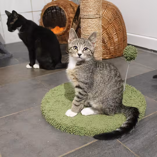 Foto von Katzenfamilie