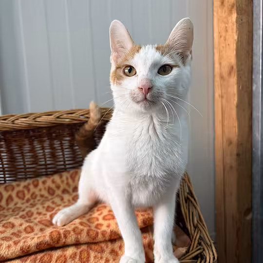 Foto von Scout