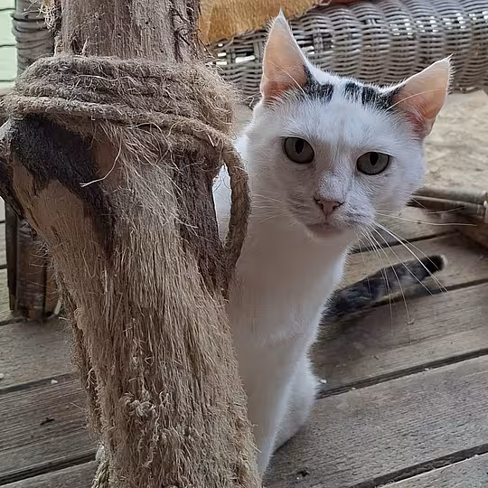 Foto von Carmen