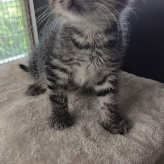 Foto von Katzenkinder
