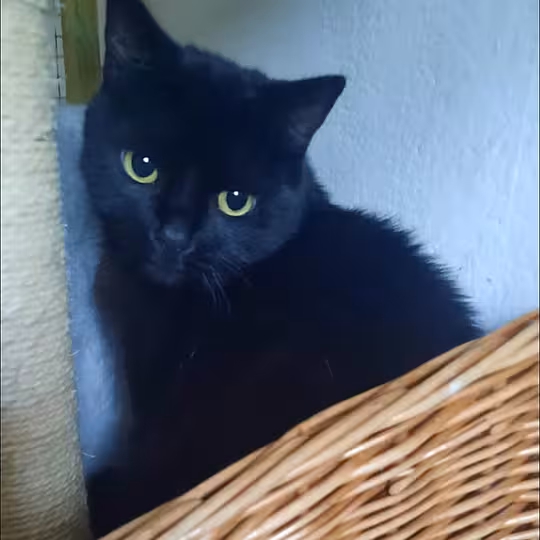 Foto von Tommy & Luna