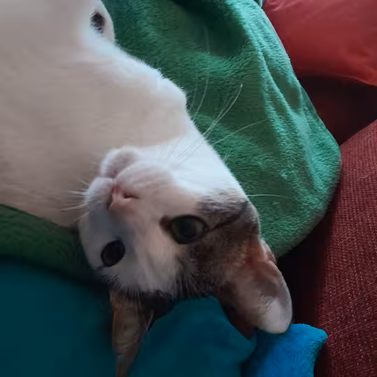 Foto von Trollo