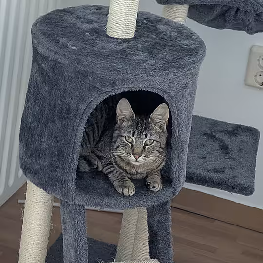 Foto von Findus