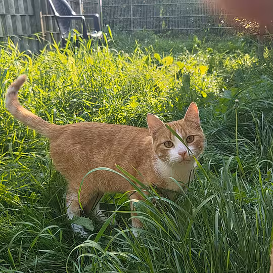Foto von Isaac