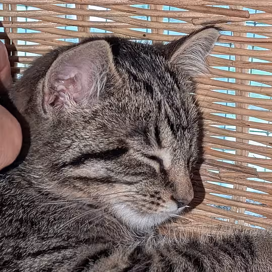 Foto von Laika