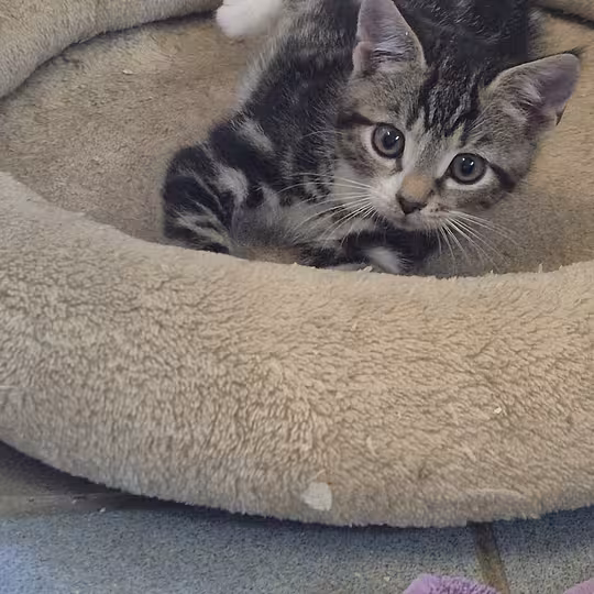 Foto von Katzenkinder