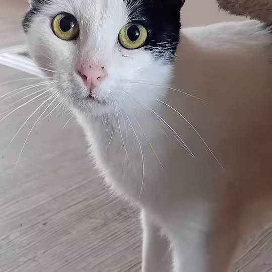 Foto von LARA