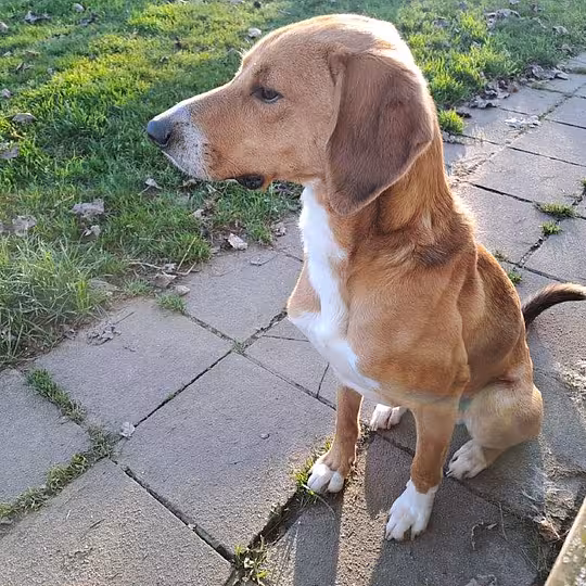 Foto von Toffee