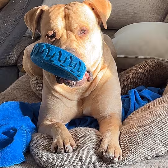 Foto von Buddy (Privatvermittlung)