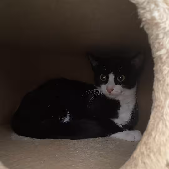 Foto von Felia & Nerina