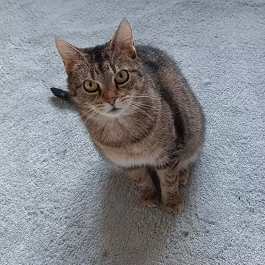 Foto von Babette