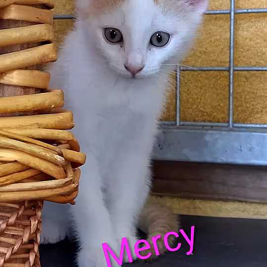 Foto von Mercy und Matti
