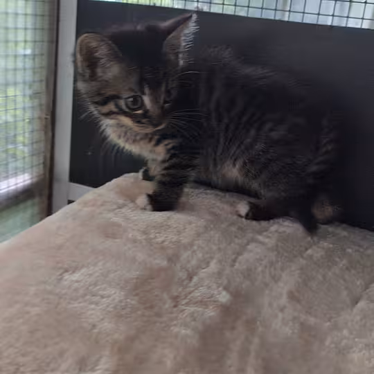 Foto von Katzenkinder