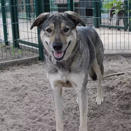Foto von Athena