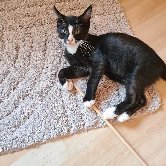 Foto von DACHSY