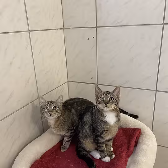 Foto von Winston & Preston