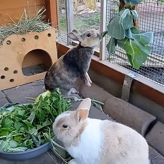 Foto von Ronja, Lovis und Mattis (Privatvermittlung)