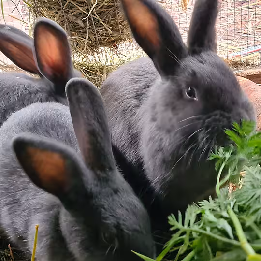 Foto von Bounty, Monty, Eddie, Taco & Speedy