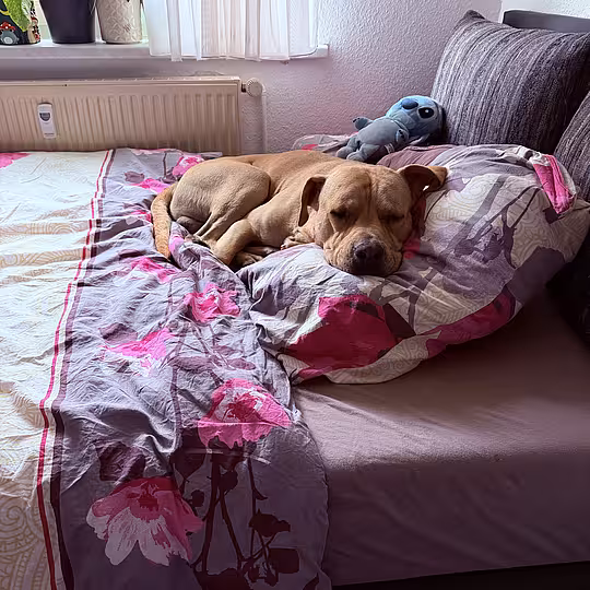 Foto von Buddy (Privatvermittlung)