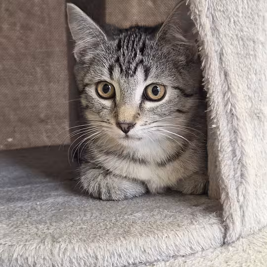 Foto von Katzenkinder 2026