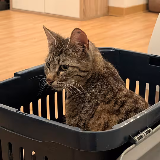 Foto von Findus